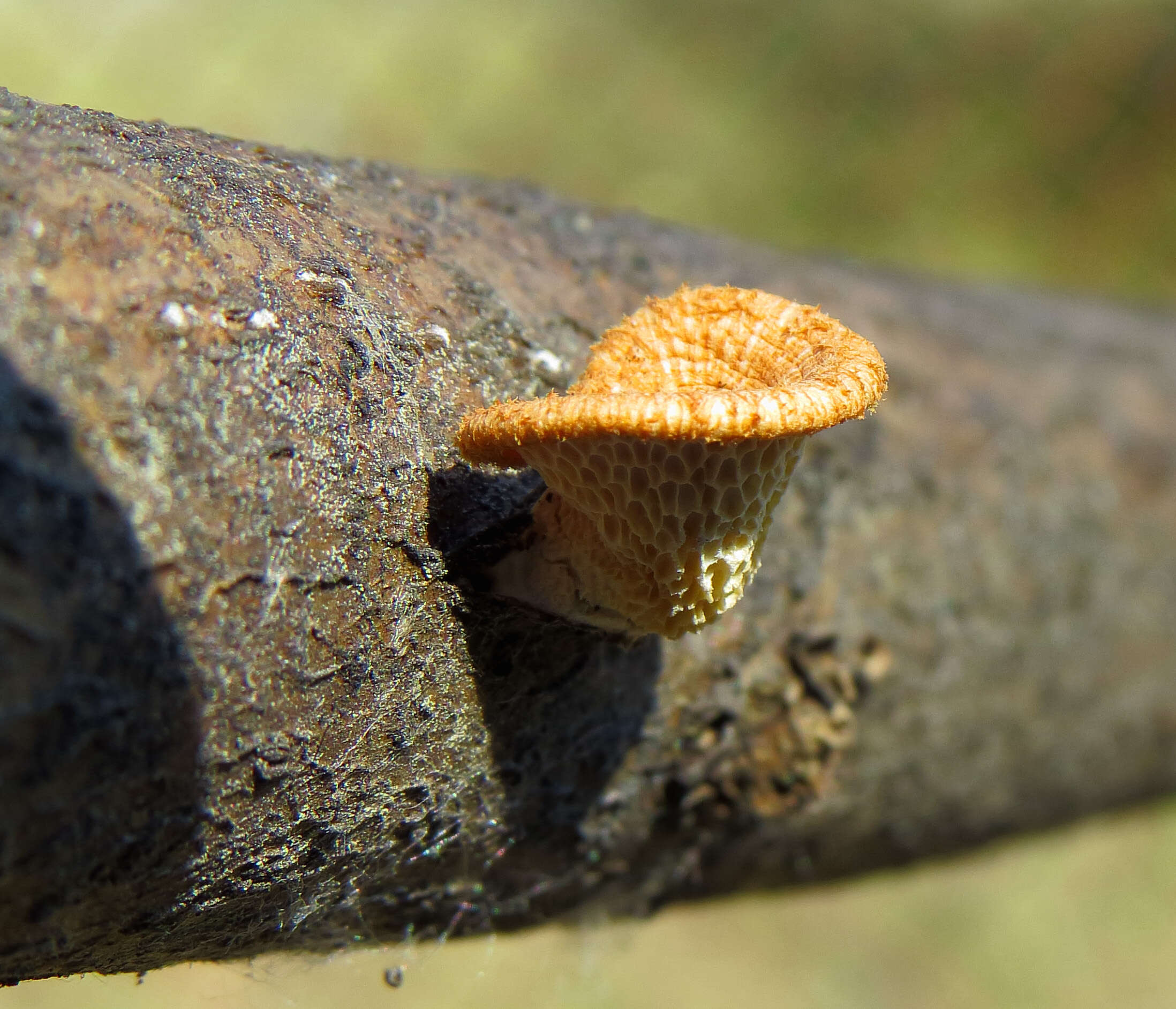 Image de Polypore du mûrier