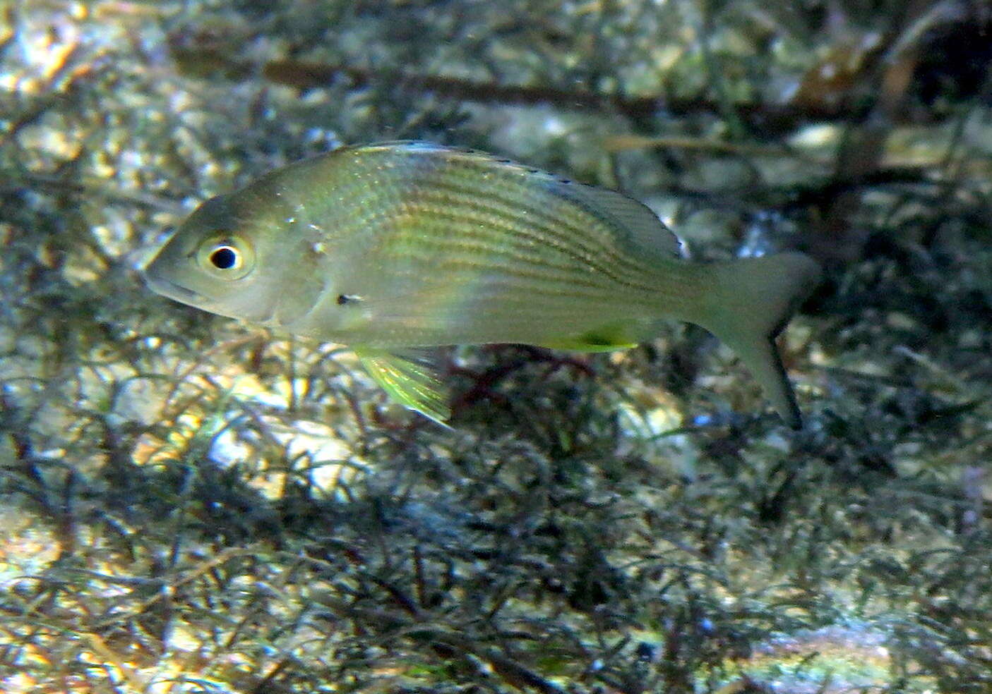 Image of Australian Sea Bream