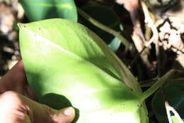 Image of spotted peperomia