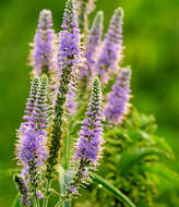 Image of Garden speedwell