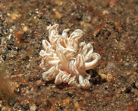 Imagem de Phyllodesmium Ehrenberg 1831