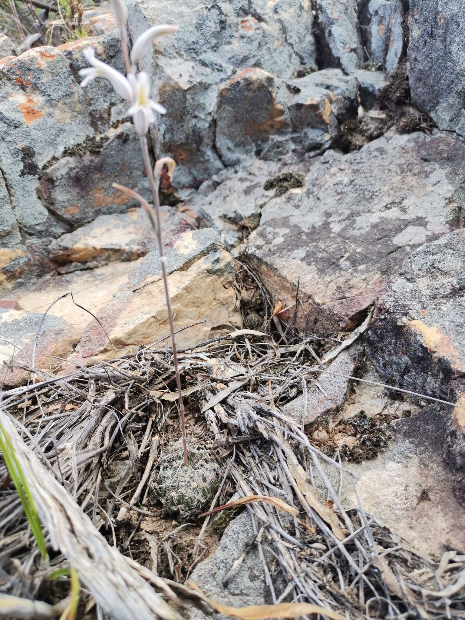 Image of Haworthia arachnoidea var. setata (Haw.) M. B. Bayer