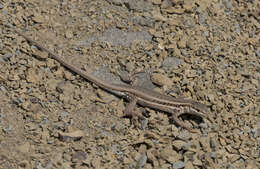 Image of Snake-eyed lizard