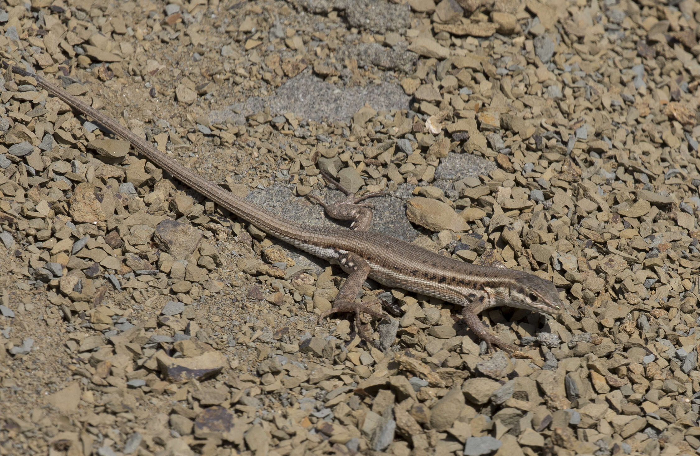 Image of Snake-eyed lizard