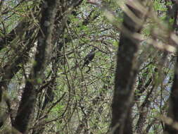 Image of Red-chested Cuckoo