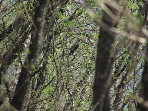 Image of Red-chested Cuckoo