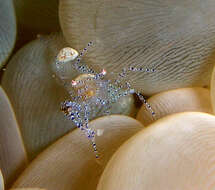 Image of Bubble coral shrimp