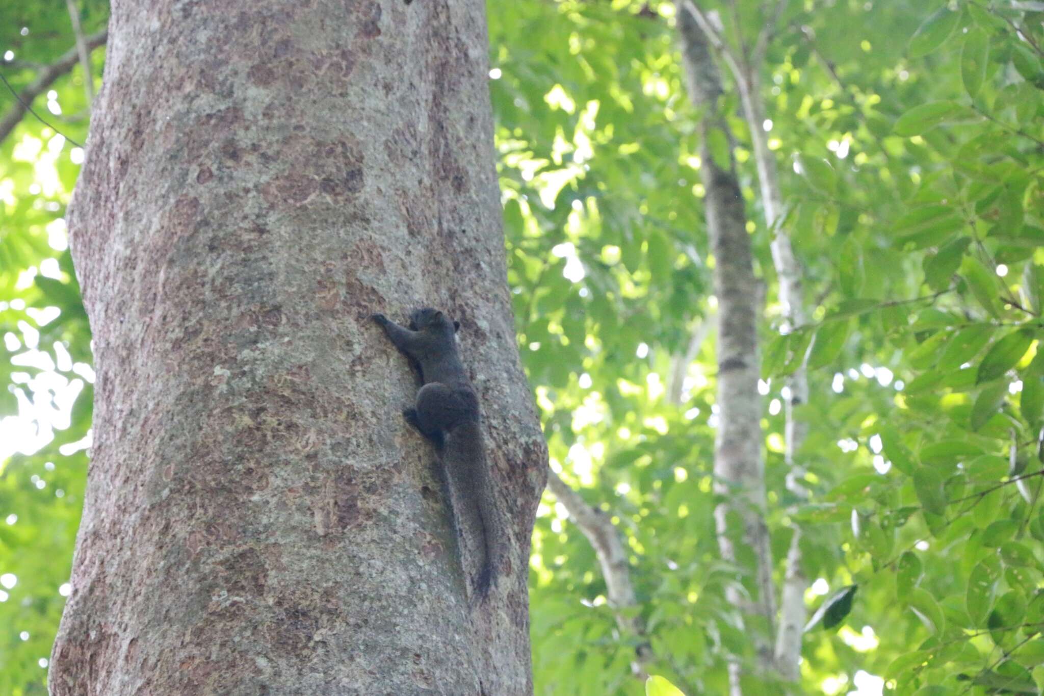 Image of Inornate Squirrel