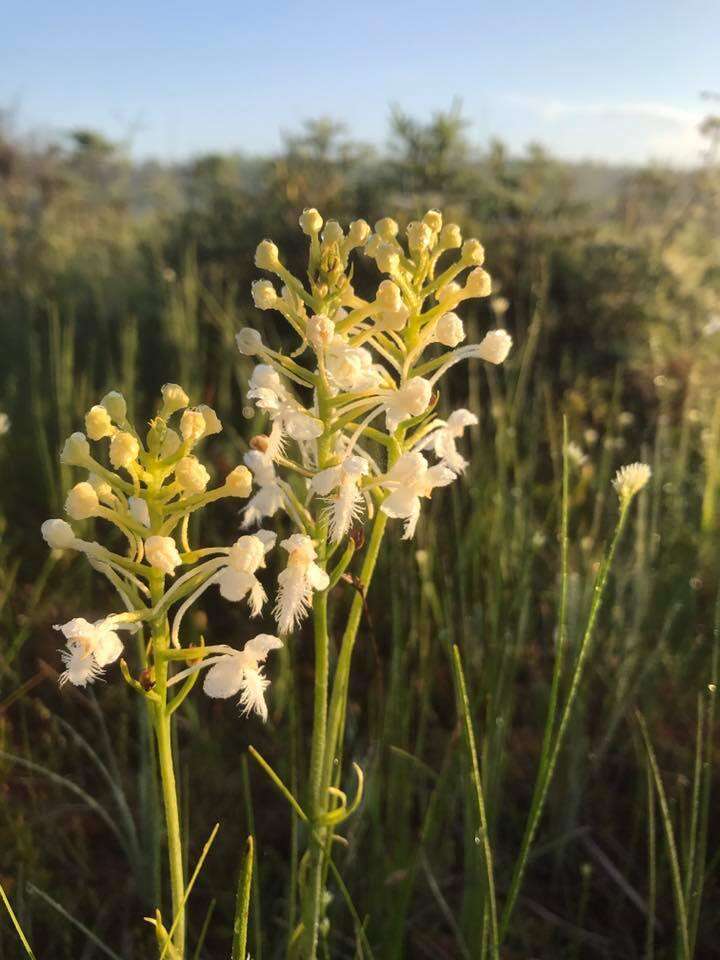 Image de Platanthera blephariglottis (Willd.) Lindl.