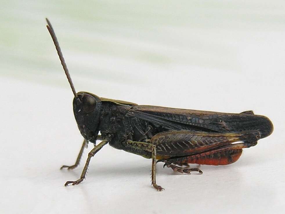 Image of woodland grasshopper