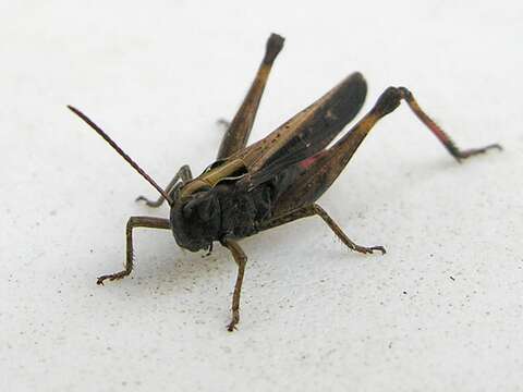 Image of woodland grasshopper