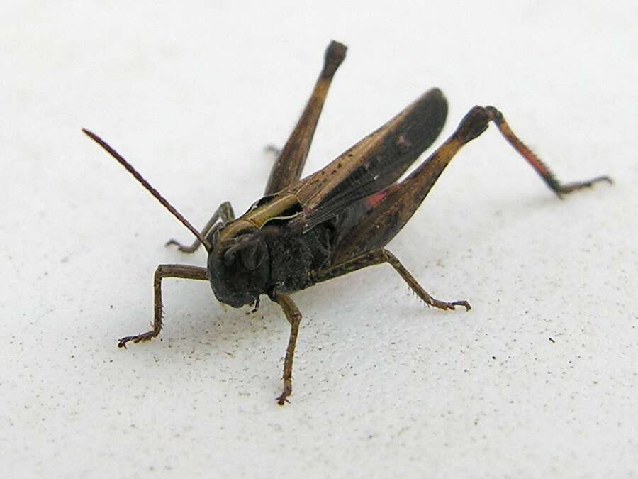 Image of woodland grasshopper