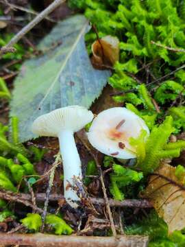 Image of Russula betularum Hora 1960