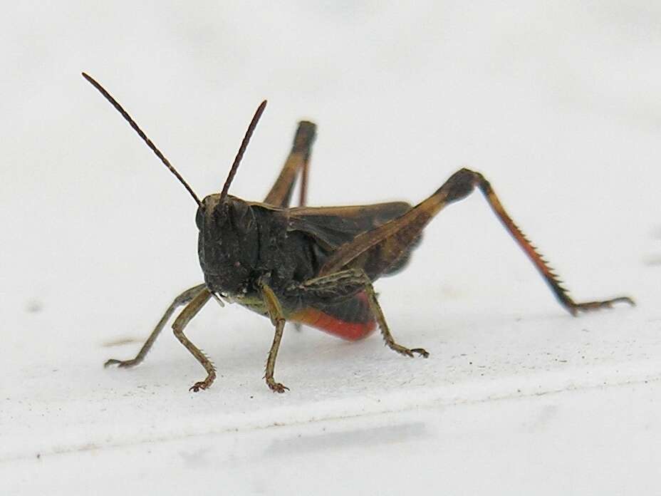 Image of woodland grasshopper