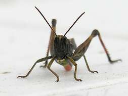 Image of woodland grasshopper