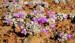 Image of Conophytum minutum var. minutum