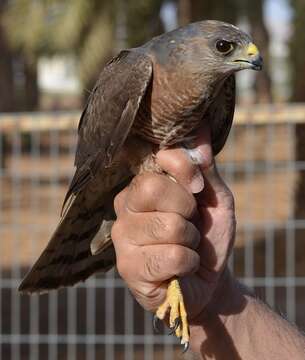 Image of Levant Sparrowhawk