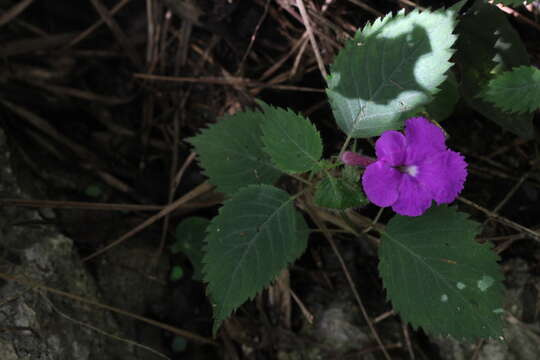 Image of Achimenes grandiflora (Schiede) DC.