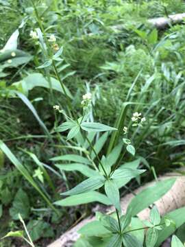 Image of Galium pseudoboreale Klokov