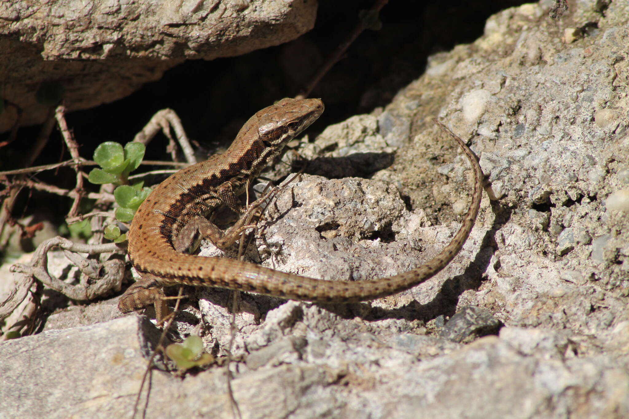 Image of Podarcis muralis muralis (Laurenti 1768)