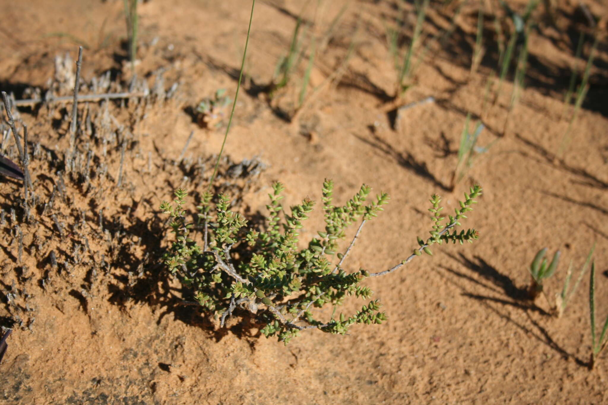 Crassula muricata Thunb. resmi