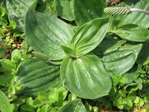 Image of Hoary Plantain