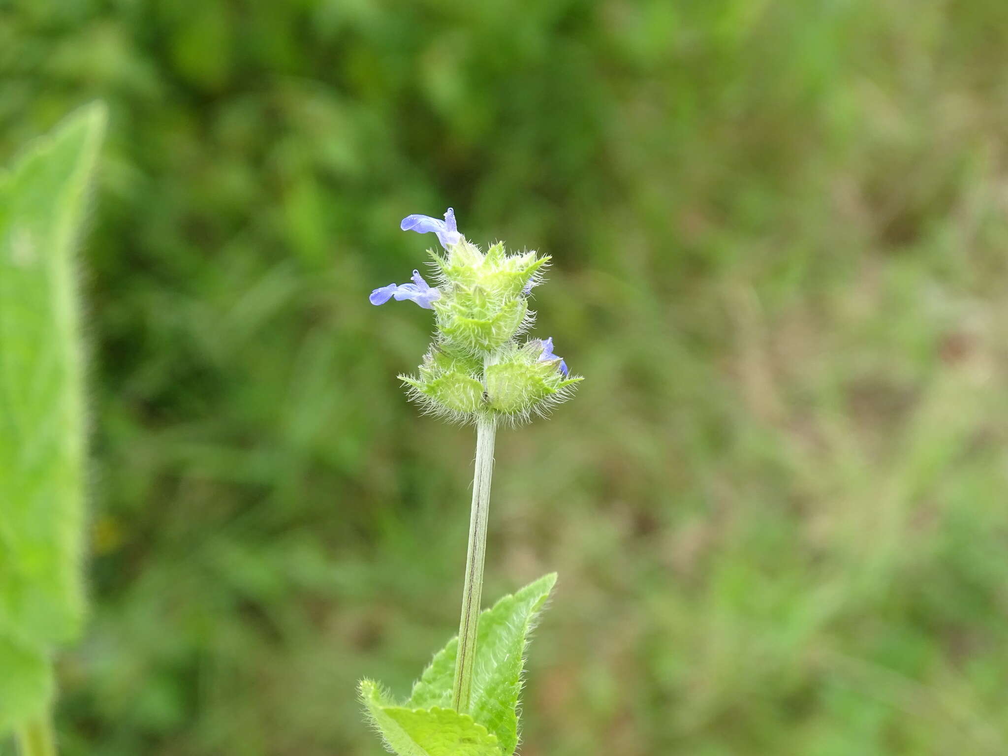 Imagem de Salvia lasiocephala Hook. & Arn.