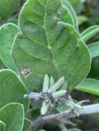 Imagem de Indigofera flavicans Baker