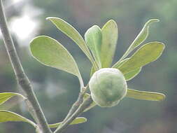 Image de Pittosporum crassifolium Banks & Sol. ex A. Cunningham