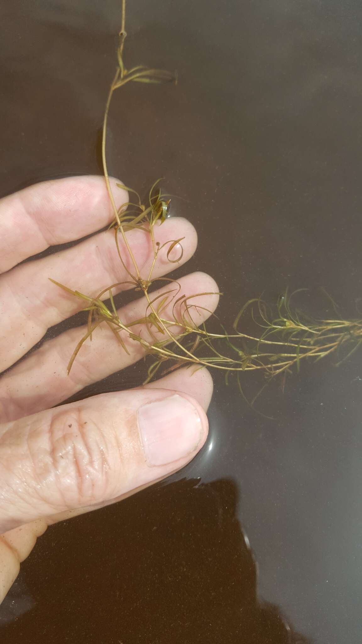 Image of northern snail-seed pondweed