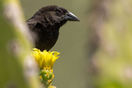 Geospiza scandens (Gould 1837) resmi