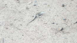 Image of New Mexico whiptail