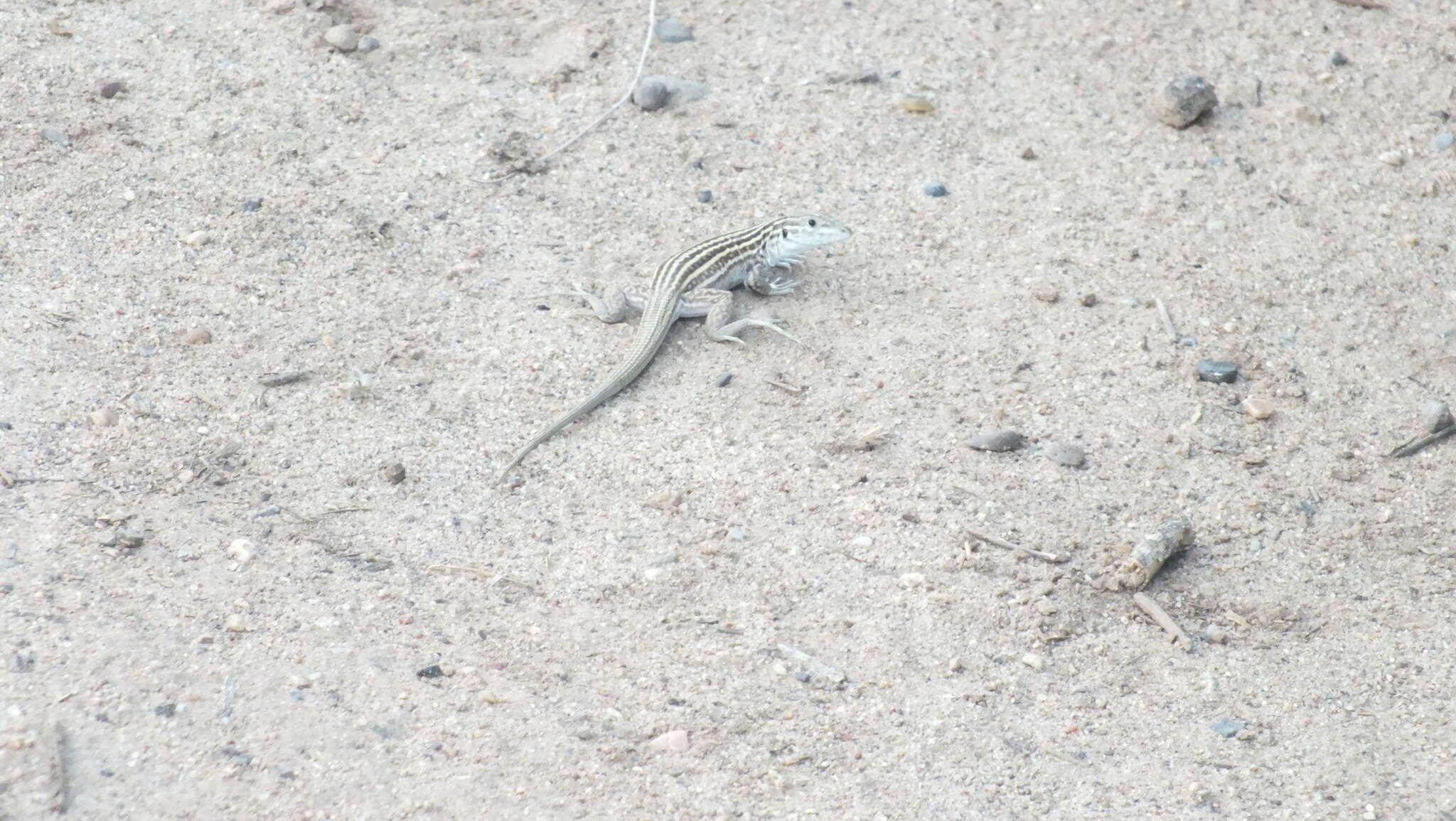 Image of New Mexico whiptail
