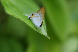 Слика од Hypolycaena thecloides (Felder 1860)