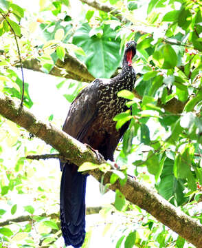 Image of Crested Guan