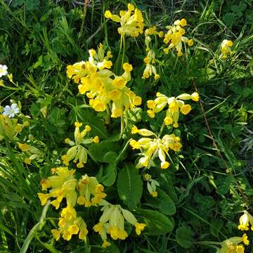 Image of Primula veris subsp. veris