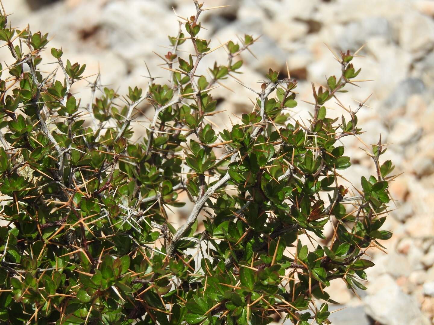 Image of Cretan Barberry