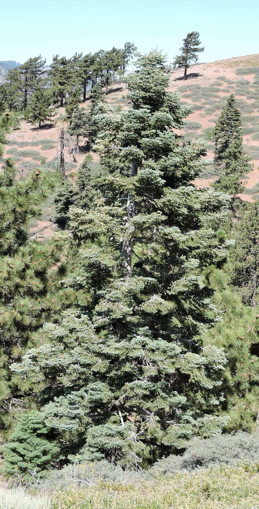 Image of Abies concolor (Gordon) Lindl. ex Hildebr.