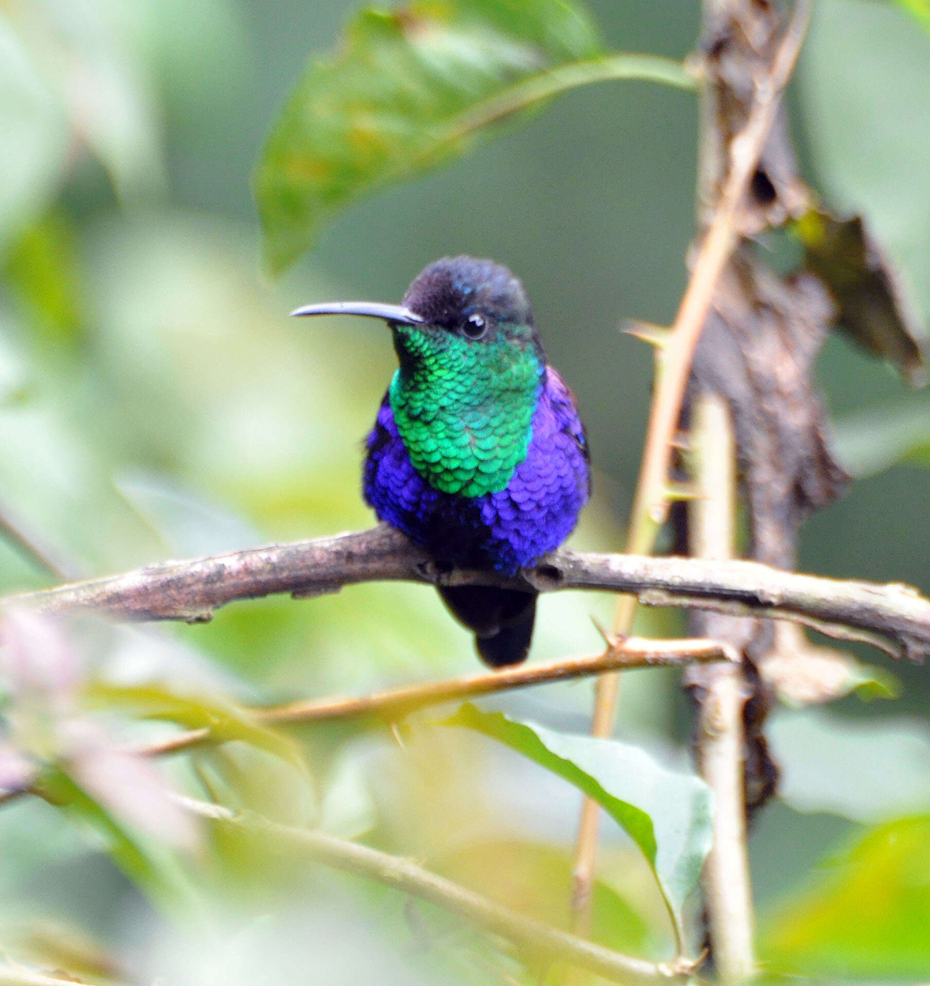 Image of Crowned Woodnymph