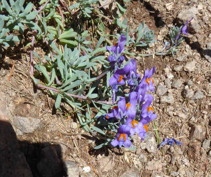 Image of Alpine toadflax