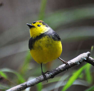 Myioborus torquatus (Baird & SF 1865) resmi