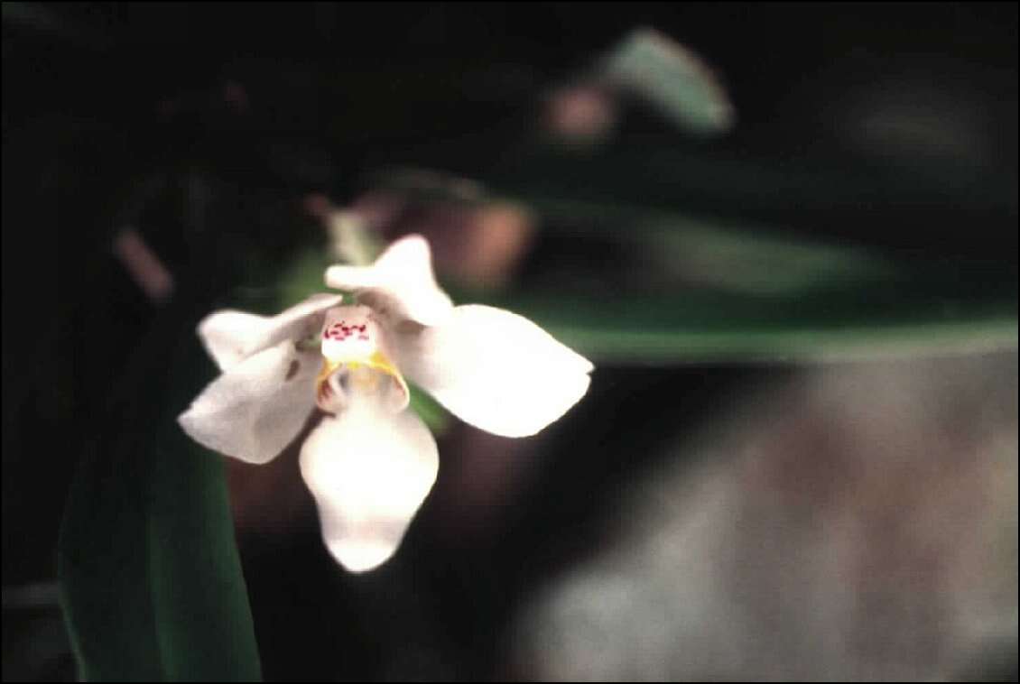 Image of Orange blossom orchid