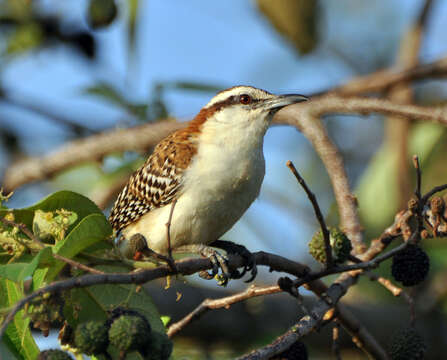 Image of Rufous-backed Wren