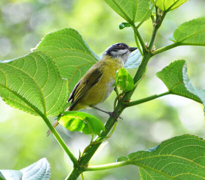 Image of Sooty-capped Bush Tanager