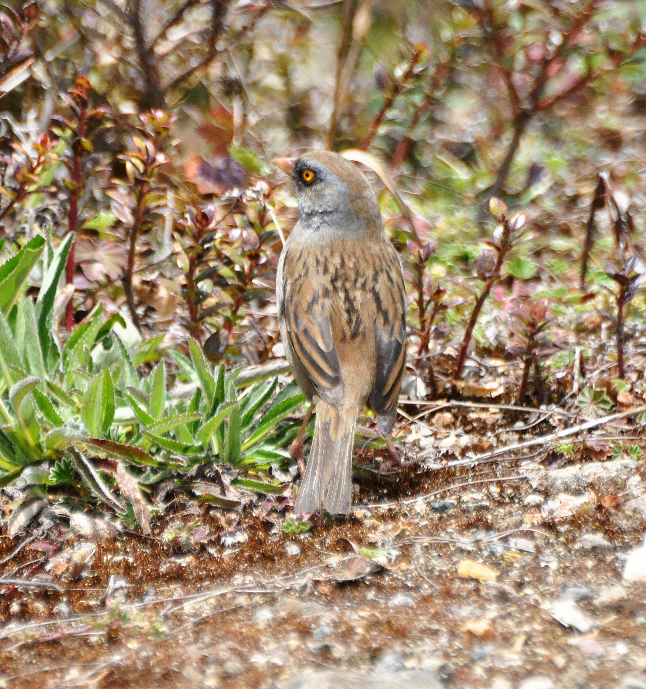 Image of Volcano Junco