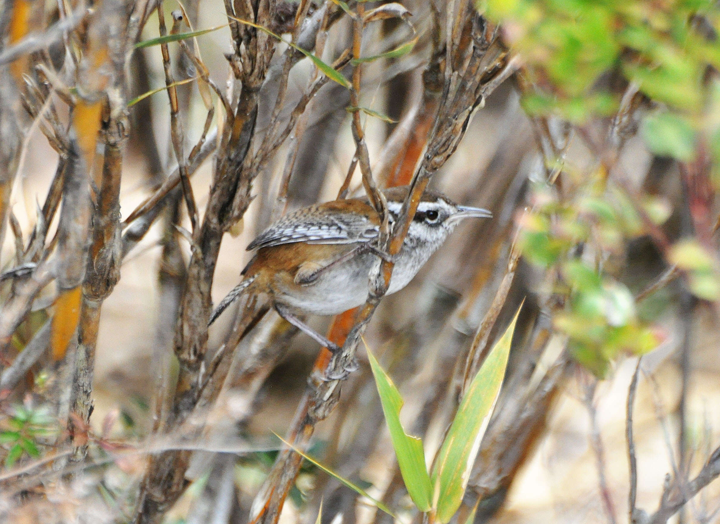 Image de Thryorchilus Oberholser 1904