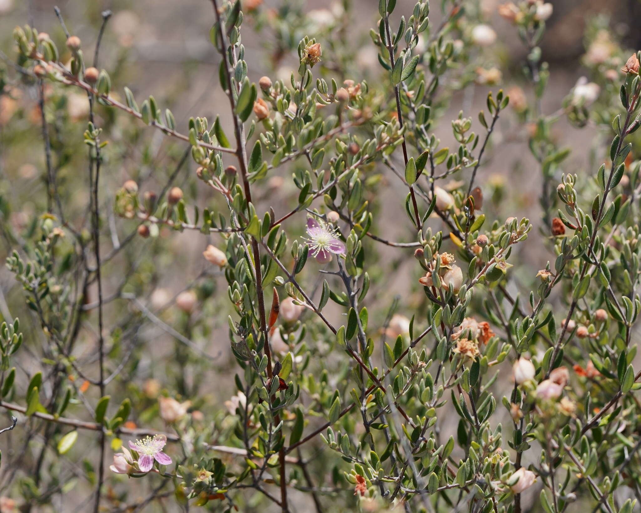 صورة Lithomyrtus microphylla (Benth.) N. Snow & G. P. Guymer