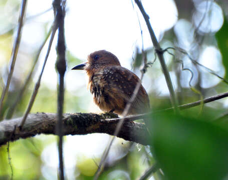 Image of White-whiskered Puffbird