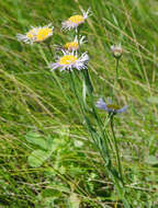 Image of streamside fleabane