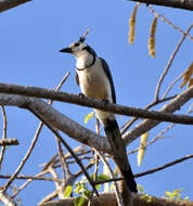 Image of Magpie-jay